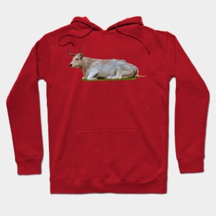 Resting White Park Cow Hoodie